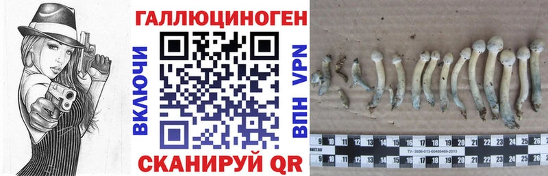 Псилоцибиновые грибы Psilocybe  KRAKEN ССЫЛКА  Абаза 